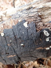 Biscogniauxia atropunctata