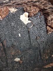 Biscogniauxia atropunctata