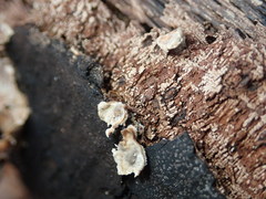 Biscogniauxia atropunctata