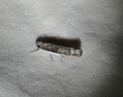 Xylorycta melaleucae