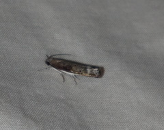 Xylorycta melaleucae