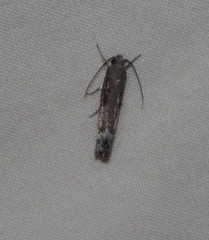 Xylorycta melaleucae