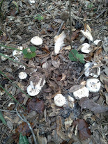 Hygrophorus subsordidus