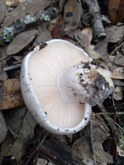 Hygrophorus subsordidus