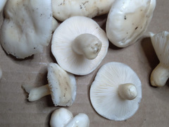 Hygrophorus subsordidus
