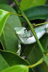 Polychrus marmoratus