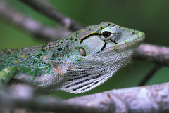 Polychrus marmoratus