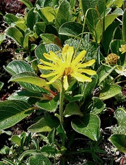 Crepis chrysantha
