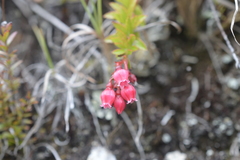 Vaccinium crenatum