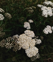 Achillea millefolium