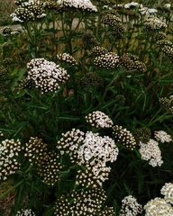 Achillea millefolium