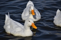 Anas platyrhynchos domesticus