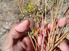Cleomella palmeri