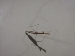 Bistanta mexicana