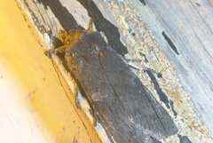 Lithophane laticinerea