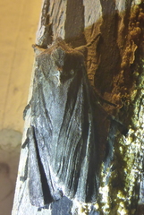 Lithophane laticinerea