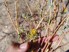 Cleomella palmeri