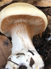 Cortinarius albofragrans