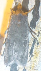 Lithophane laticinerea