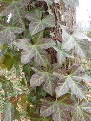 Hedera rhizomatifera