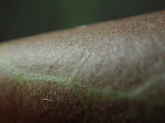 Hedera rhizomatifera