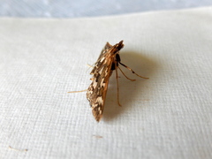 Ischnurges illustralis