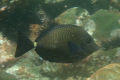 Prionurus maculatus