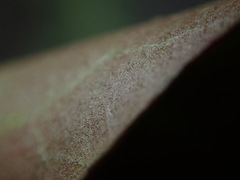 Hedera rhizomatifera
