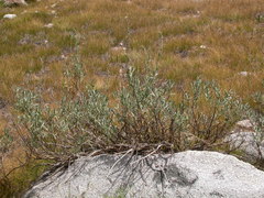 Artemisia spiciformis