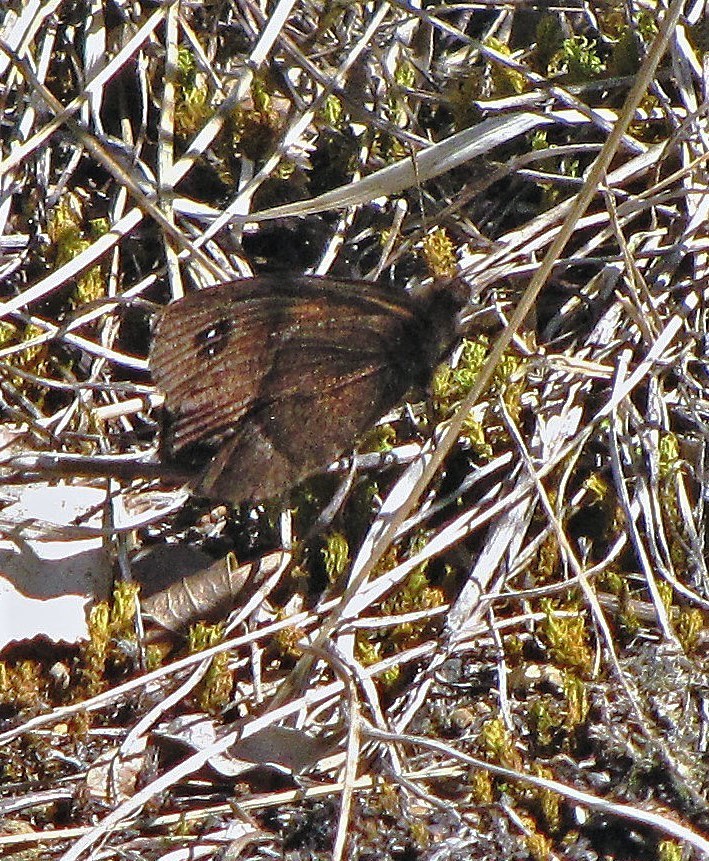 Tetraphlebia germainii