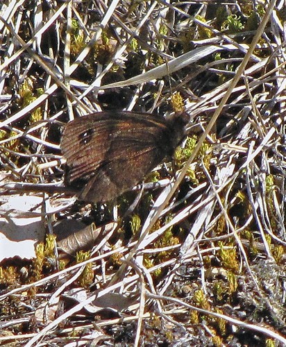 Tetraphlebia germainii