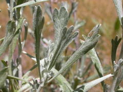 Artemisia spiciformis
