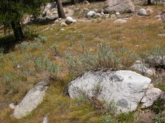 Artemisia spiciformis