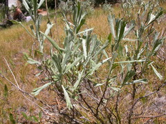 Artemisia spiciformis