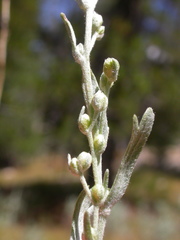 Artemisia spiciformis