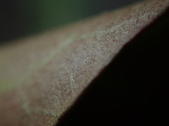 Hedera rhizomatifera