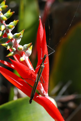 Paraphasma sooretama