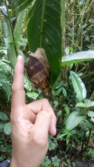 Hemibulimus dennisoni