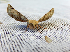 Oenochroma turneri