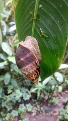 Hemibulimus dennisoni