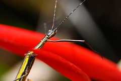 Paraphasma sooretama