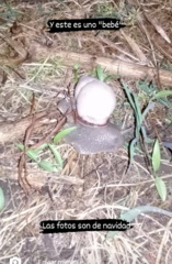 Megalobulimus lorentzianus