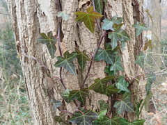 Hedera rhizomatifera