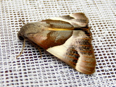 Niceteria macrocosma