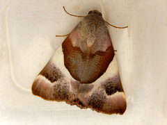 Niceteria macrocosma