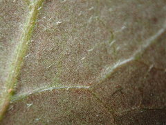 Hedera rhizomatifera