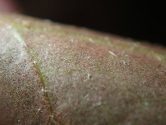 Hedera rhizomatifera