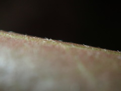 Hedera rhizomatifera