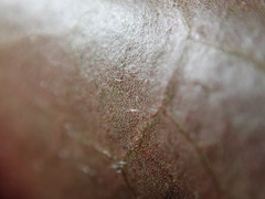 Hedera rhizomatifera