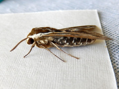 Hyles livornicoides